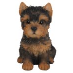Real Life York Shire Terrier