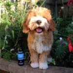 MUCKY PUP NO-RINSE SHAMPOO SPRAY ANIMOLOGY - dog line Σ Π Ρ Ε Ϊ-250ml - Image 5
