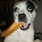 Μασώμενη Λιχουδιά Σκύλου Original Himalayan Canine Treat 200gr - Image 4