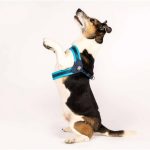 ΕΠΙΣΤΗΘΙΟ MAX & MOLLY Q-FIT BLUE - LARGE - Image 2