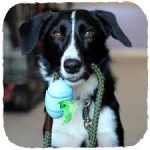 Beco Pocket Blue - Image 4