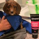 PUPPY LOVE SHAMPOO ANIMOLOGY - dog line Σ Α Μ Π Ο Υ Α Ν-250ml - Image 2