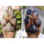 STICK ΚΑΤΑΠΡΑΥΝΤΙΚΗ ΚΡΕΜΑ ΠΑΤΟΥΣΑΣ PAW SOOTHER 60ml - Image 2