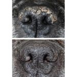 Stick Ταξιδίου Μύτης Snout Soother 4.50ml - Image 3
