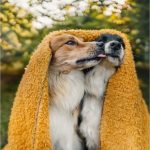 ΑΠΑΛΗ ΚΟΥΒΕΡΤΑ FLEECE ΓΙΑ ΚΑΤΟΙΚΙΔΙΑ - NR Dogs Red 100x150cm - Image 2