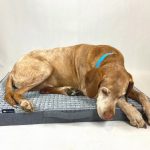 ΜΑΞΙΛΑΡΑ ΣΚΥΛΟΥ NR Dogs Premium Gomez Grey-100x70cm. - Image 2