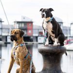 ΟΔΗΓΟΣ ΠΕΡΙΠΑΤΟΥ MAX & MOLLY BLUE OCEAN MEDIUM - Image 2