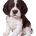 Real Life Springer Spaniel Puppy 17cm