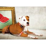 Περιλαίμιο Σκύλου Max & Molly Watermelon Medium - Image 2