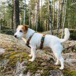 Επιστήθιο Σκύλου από Ανακυκλωμένα Υλικά Woolly Wolf Sea to Summit-Medium - Image 5